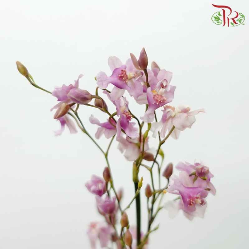 Cymbidium Vanilla - Pink (Per Bunch)-Pink-China-prflorist.com.my