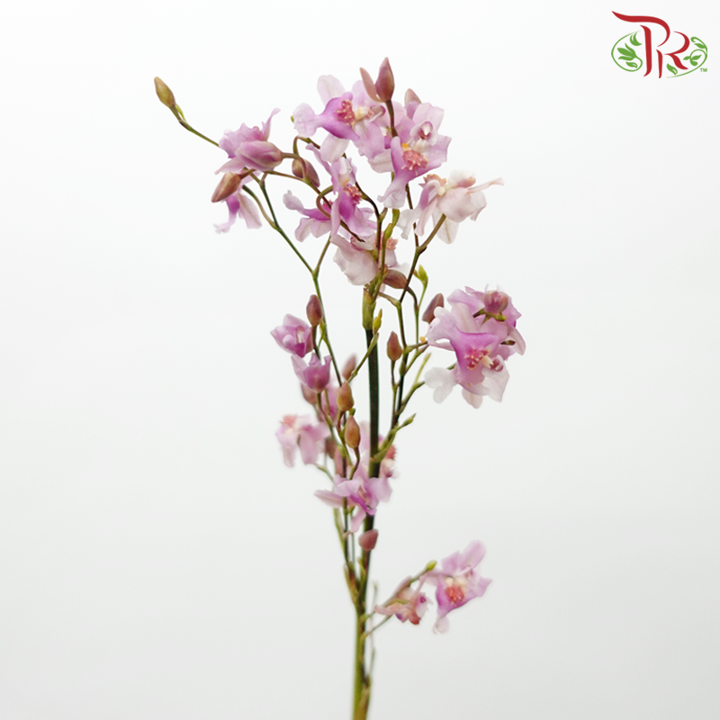 Cymbidium Vanilla - Pink (Per Bunch)-Pink-China-prflorist.com.my