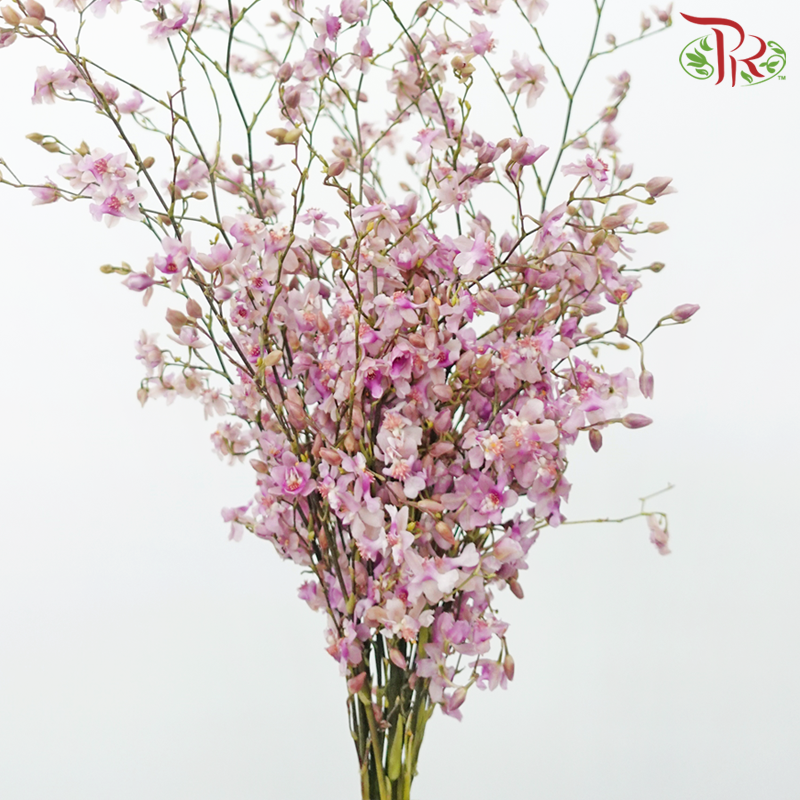 Cymbidium Vanilla - Pink (Per Bunch)-Pink-China-prflorist.com.my