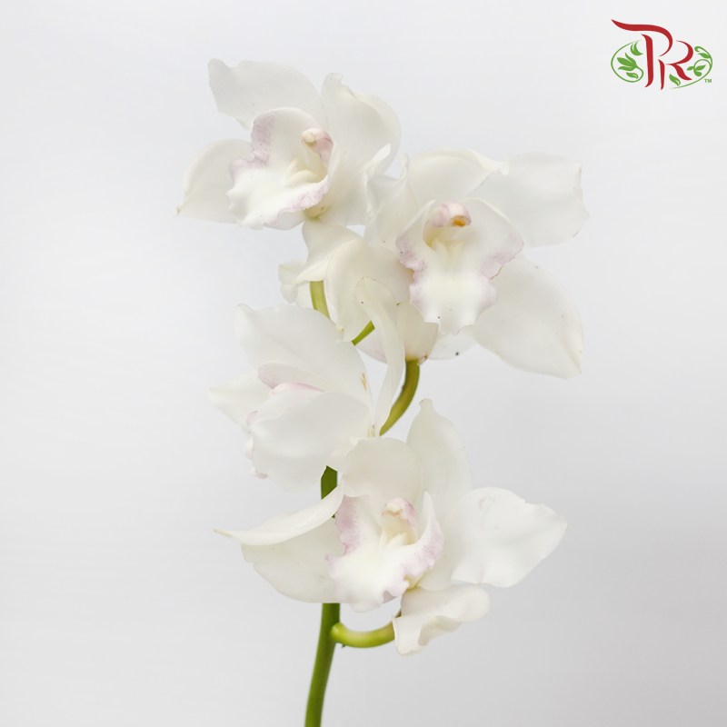 Cymbidium - White (8-11 Blooms) (Per Stem)-White-Africa-prflorist.com.my
