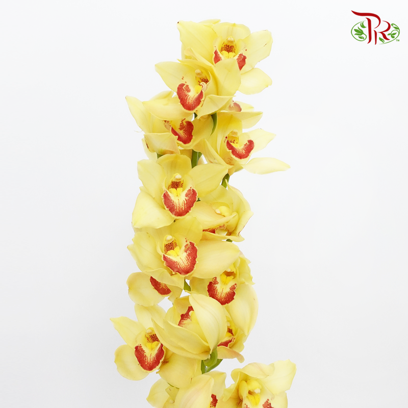 Cymbidium Yellow (12-16 Bloom) - (Light / Dark Lips) (Per Stem)-Yellow-China-prflorist.com.my