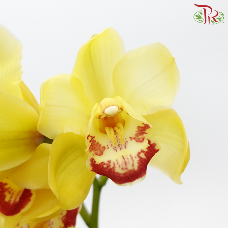 Cymbidium - Yellow (8-11 Blooms) (Per Stem)-Yellow-Africa-prflorist.com.my
