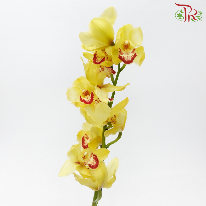 Cymbidium - Yellow (8-11 Blooms) (Per Stem)-Yellow-Africa-prflorist.com.my