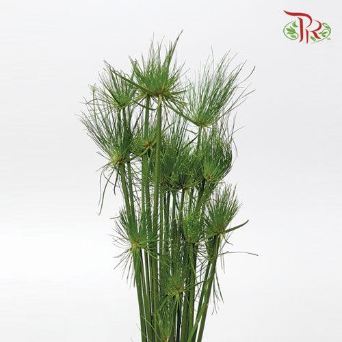 Cyperus Prolifer - (3 Stems)-Import-prflorist.com.my