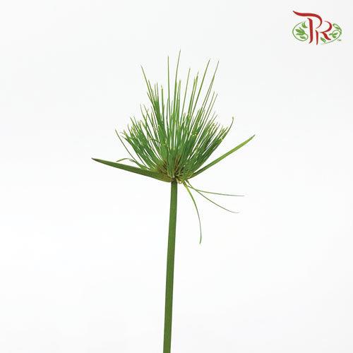 Cyperus Prolifer - (3 Stems)-Import-prflorist.com.my