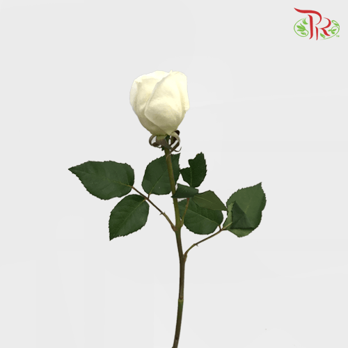 Garden Rose David Austin - Purity Ausoblige (12 Stems) - Pudu Ria Florist