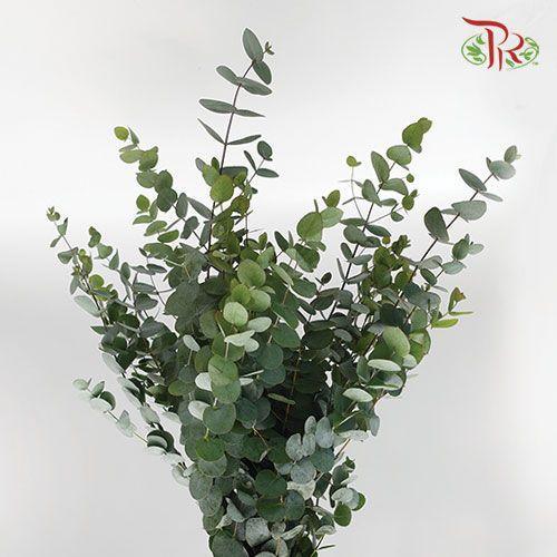 Eucalyptus Cineria - (Per Bunch) - Pudu Ria Florist