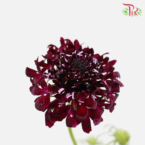 Scabiosa - Blackball Scoop (10 Stems) - Pudu Ria Florist