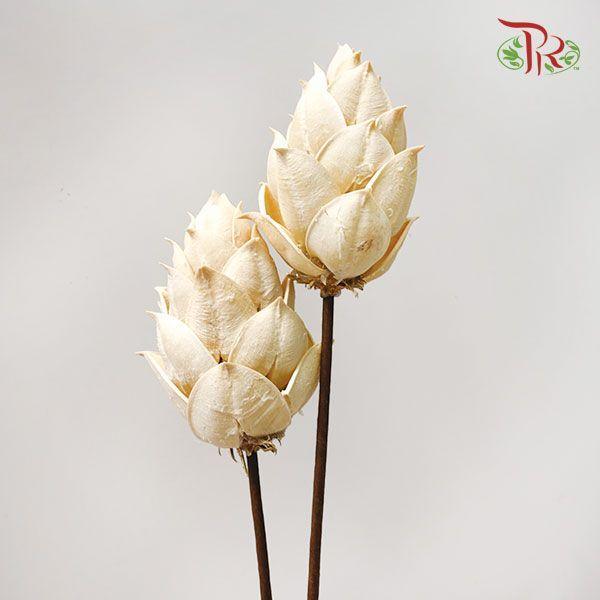 Dry Phoenix Tree Bud - Full Apricot - Pudu Ria Florist