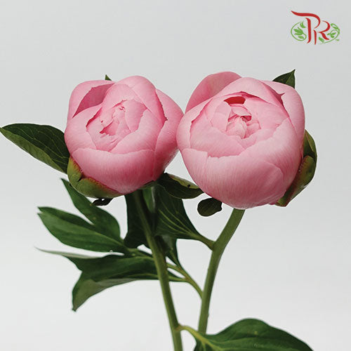 Peony - Etched Salmon (2 Stems)***Small Bud - Pudu Ria Florist