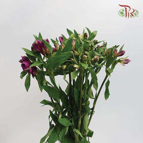 Alstroemeria - Purple (10 Stems) - Pudu Ria Florist