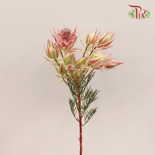 Blushing Bride - (5 Stems) - Pudu Ria Florist