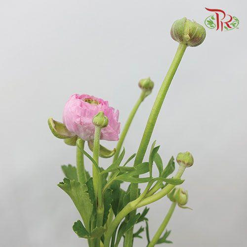 Ranunculus - Pink (5 Stems) ***FRAGILE - Pudu Ria Florist