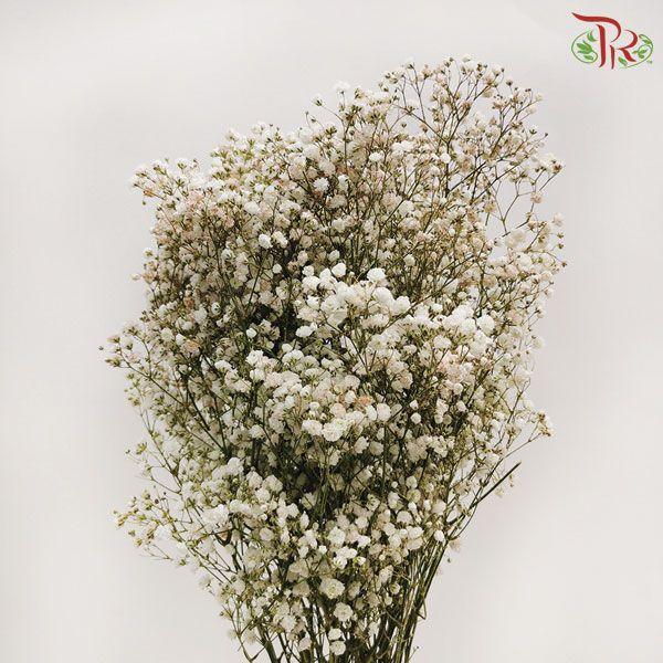 Baby's Breath Dyed Color - Gold (10 Stems) - Pudu Ria Florist