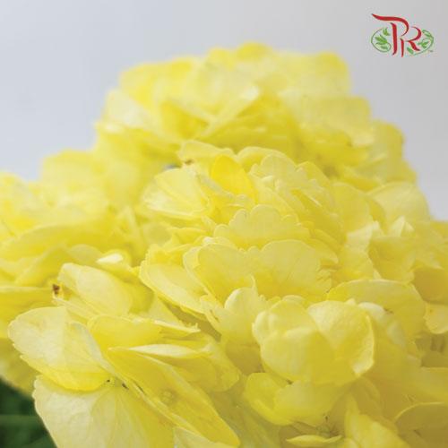Hydrangea - Dyed Yellow (Per Stem) - Pudu Ria Florist