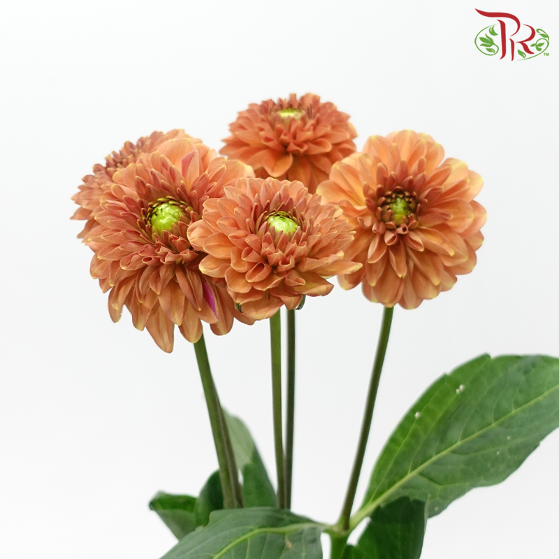 Dahlia - Birch Brown (5 Stems)-Brown-Netherland-prflorist.com.my