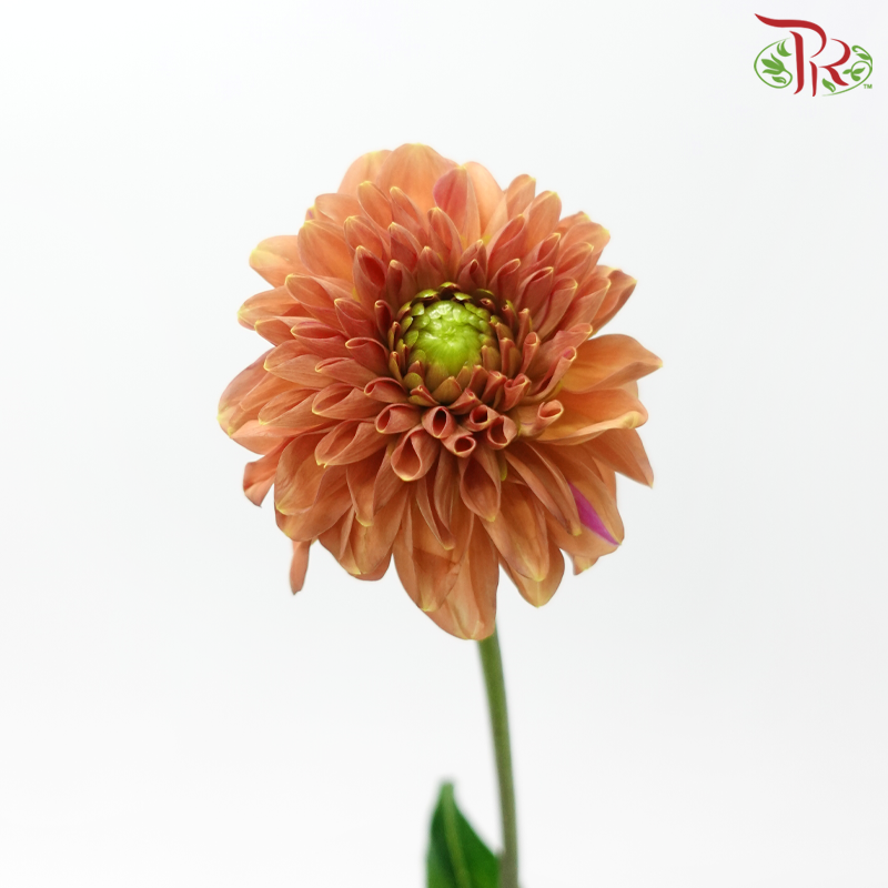 Dahlia - Birch Brown (5 Stems)-Brown-Netherland-prflorist.com.my