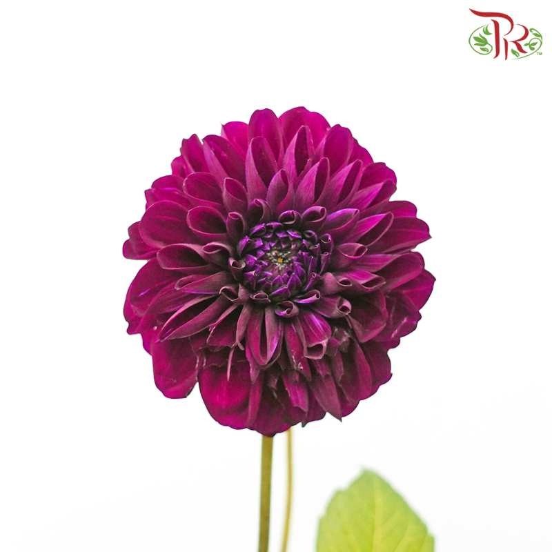 Dahlia - Black Fox (5 Stems)-Black Fox-Netherland-prflorist.com.my