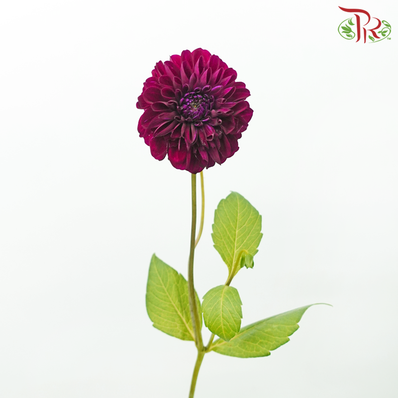 Dahlia - Black Fox (5 Stems)-Black Fox-Netherland-prflorist.com.my
