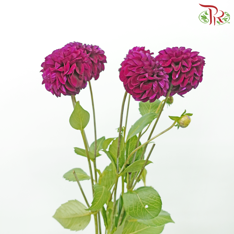Dahlia - Black Fox (5 Stems)-Black Fox-Netherland-prflorist.com.my