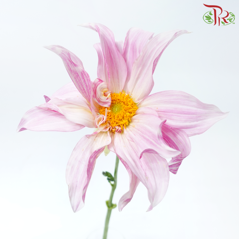 Dahlia - Cafe Au Lait (Per Stem)-Pink-Netherland-prflorist.com.my
