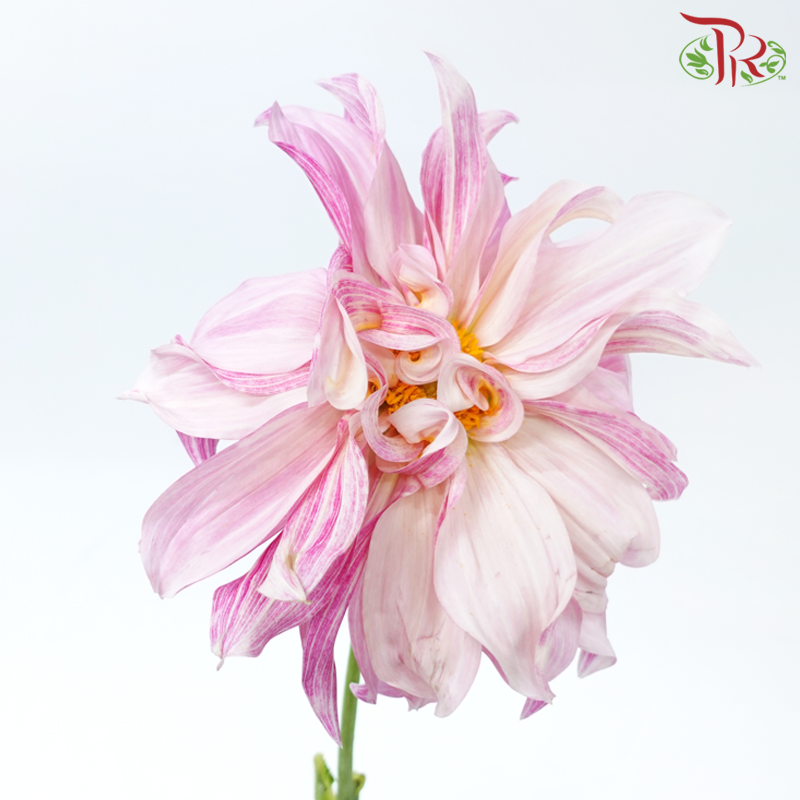 Dahlia - Cafe Au Lait (Per Stem)-Pink-Netherland-prflorist.com.my