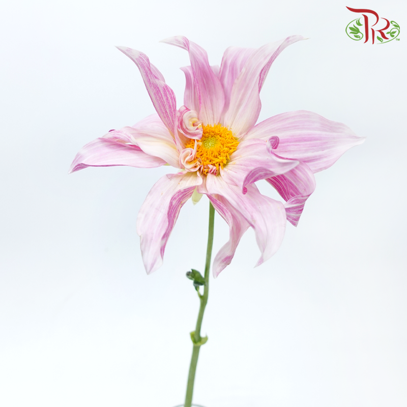 Dahlia - Cafe Au Lait (Per Stem)-Pink-Netherland-prflorist.com.my