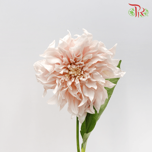 Dahlia - Dahlia Sherry (Per Stem)-Japan-prflorist.com.my