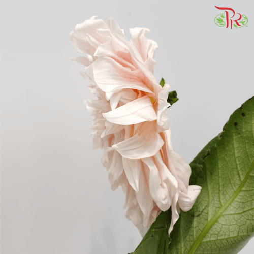 Dahlia - Dahlia Sherry (Per Stem)-Japan-prflorist.com.my