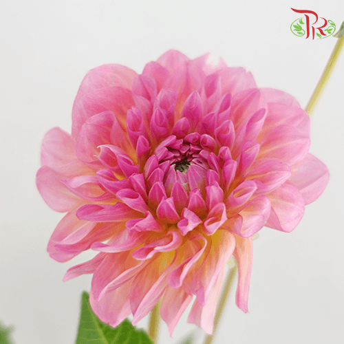 Dahlia Dec Esli - (5 Stems)-Netherland-prflorist.com.my