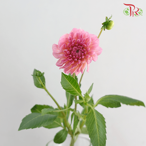 Dahlia Dec Esli - (5 Stems)-Netherland-prflorist.com.my