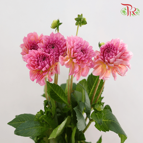 Dahlia Dec Esli - (5 Stems)-Netherland-prflorist.com.my