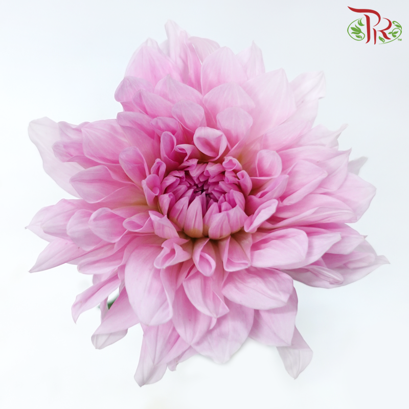 Dahlia Hybrida - Blush Pink (Per Bunch)-Light Pink-China-prflorist.com.my