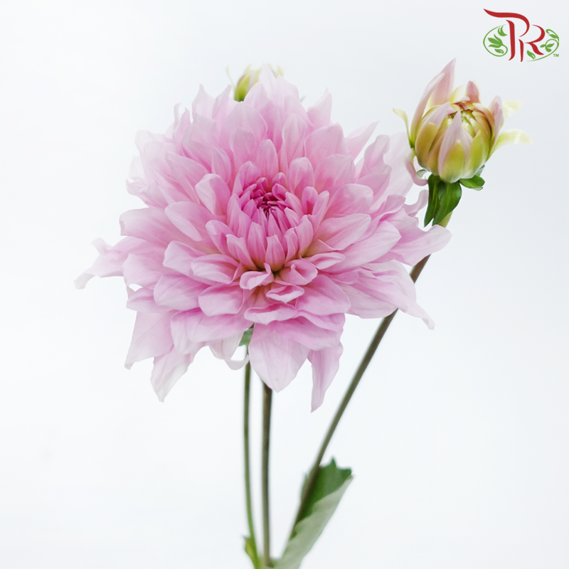 Dahlia Hybrida - Blush Pink (Per Bunch)-Light Pink-China-prflorist.com.my