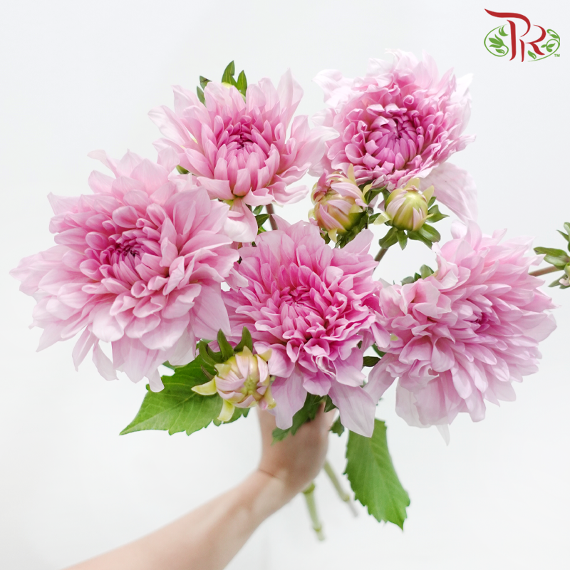 Dahlia Hybrida - Blush Pink (Per Bunch)-Light Pink-China-prflorist.com.my