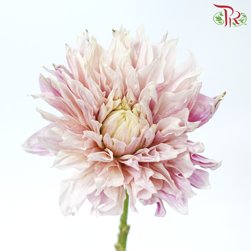 Dahlia Hybrida 《大丽花》