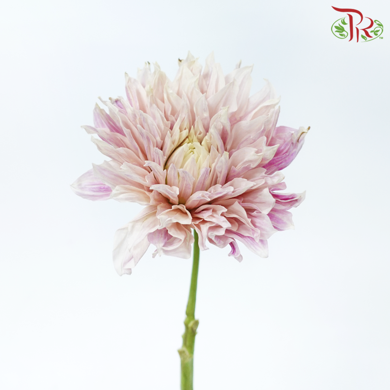 Dahlia Hybrida 《大丽花》