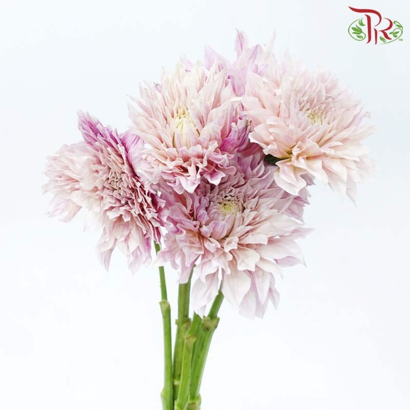 Dahlia Hybrida 《大丽花》