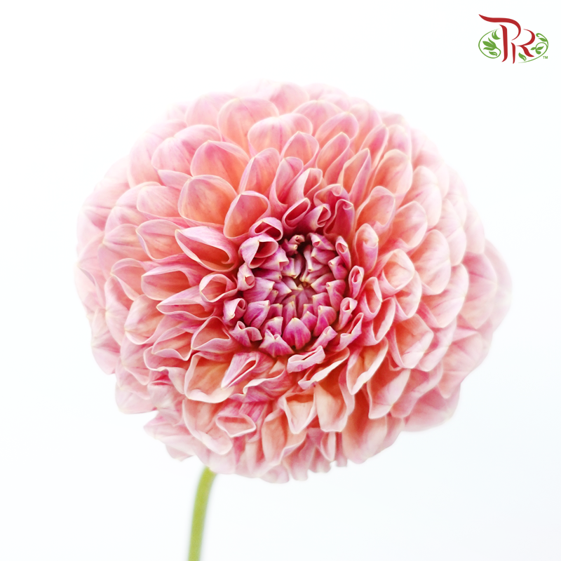 Dahlia Hybrida - Cream Peach《奶油桃子大理花》 (Per Bunch)-Cream Peach-China-prflorist.com.my