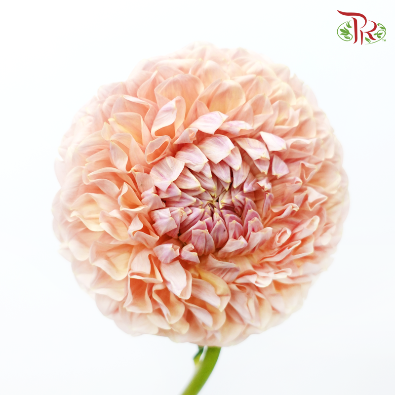 Dahlia Hybrida - Cream Peach《奶油桃子大理花》 (Per Bunch)-Cream Peach-China-prflorist.com.my