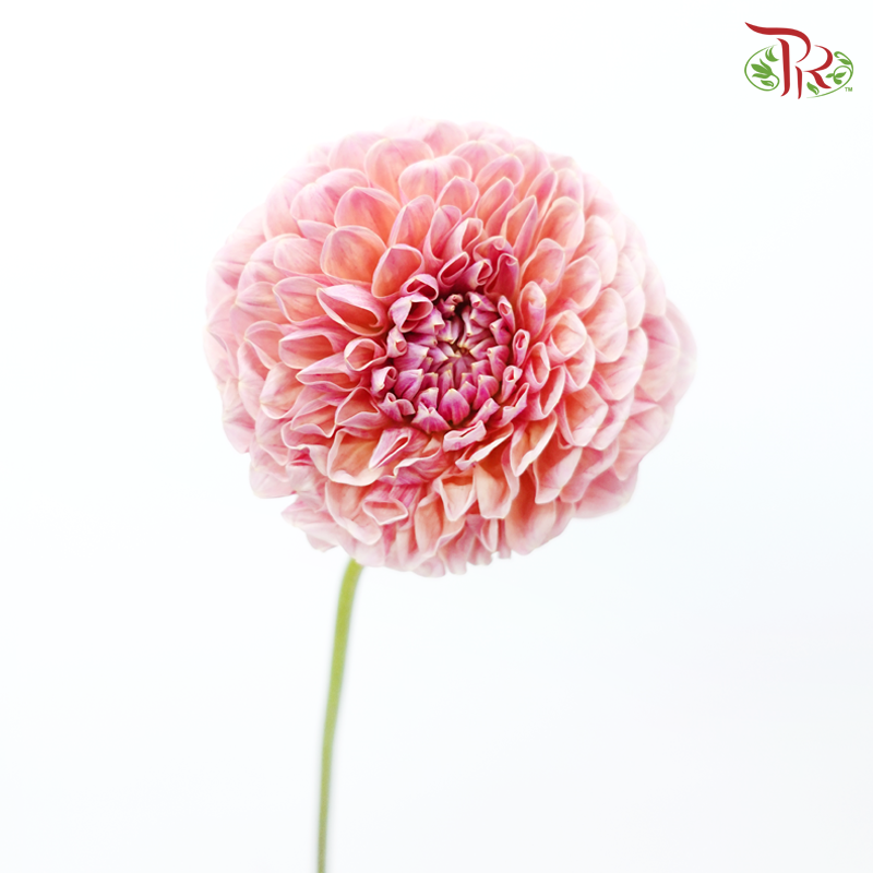 Dahlia Hybrida - Cream Peach《奶油桃子大理花》 (Per Bunch)-Cream Peach-China-prflorist.com.my