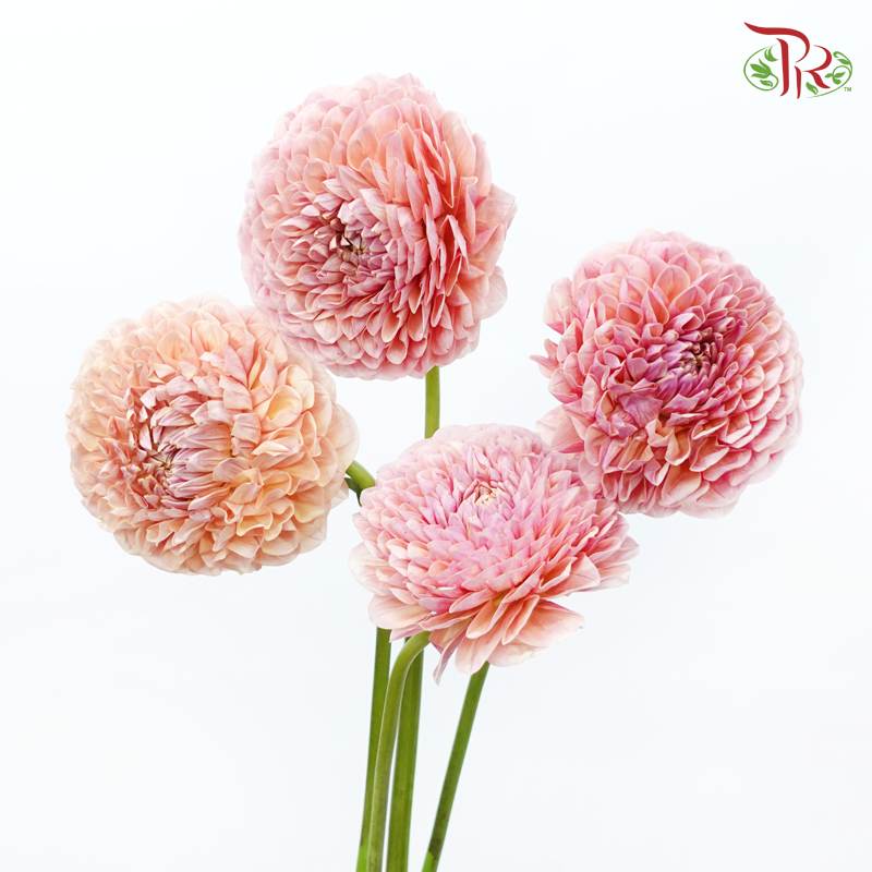 Dahlia Hybrida - Cream Peach《奶油桃子大理花》 (Per Bunch)-Cream Peach-China-prflorist.com.my