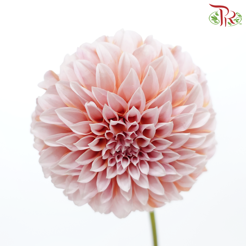 Dahlia Hybrida - Cream Peach《奶油桃子大理花》 (Per Bunch)-Cream Peach-China-prflorist.com.my