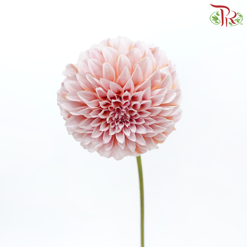 Dahlia Hybrida - Cream Peach《奶油桃子大理花》 (Per Bunch)-Cream Peach-China-prflorist.com.my