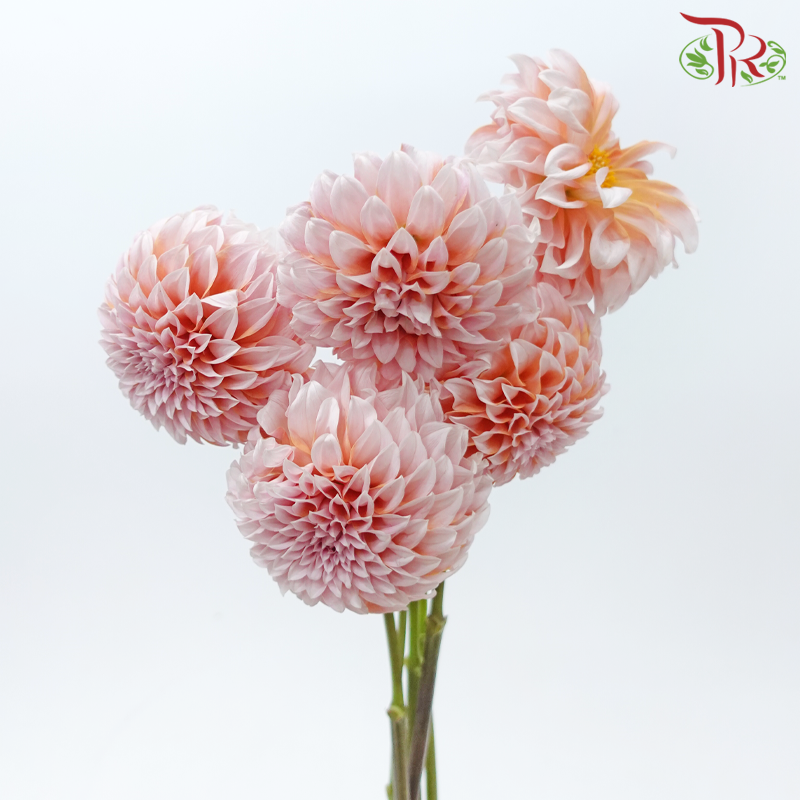 Dahlia Hybrida - Cream Peach《奶油桃子大理花》 (Per Bunch)-Cream Peach-China-prflorist.com.my
