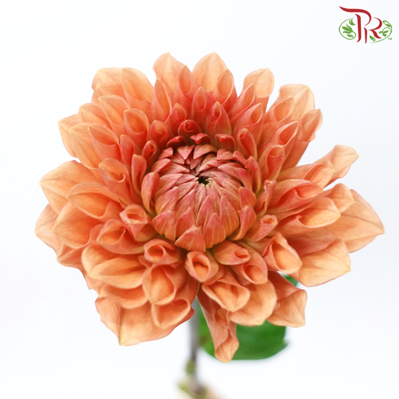Dahlia Hybrida - Dark Salmon Orange (Per Bunch)-Orange-China-prflorist.com.my