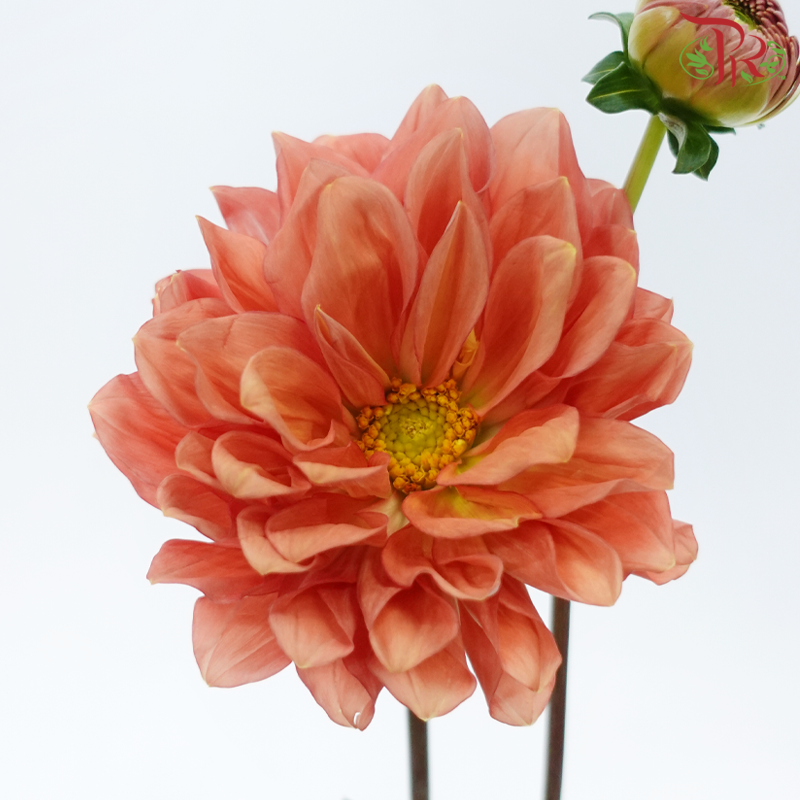 Dahlia Hybrida - Dark Salmon Orange (Per Bunch)-Orange-China-prflorist.com.my