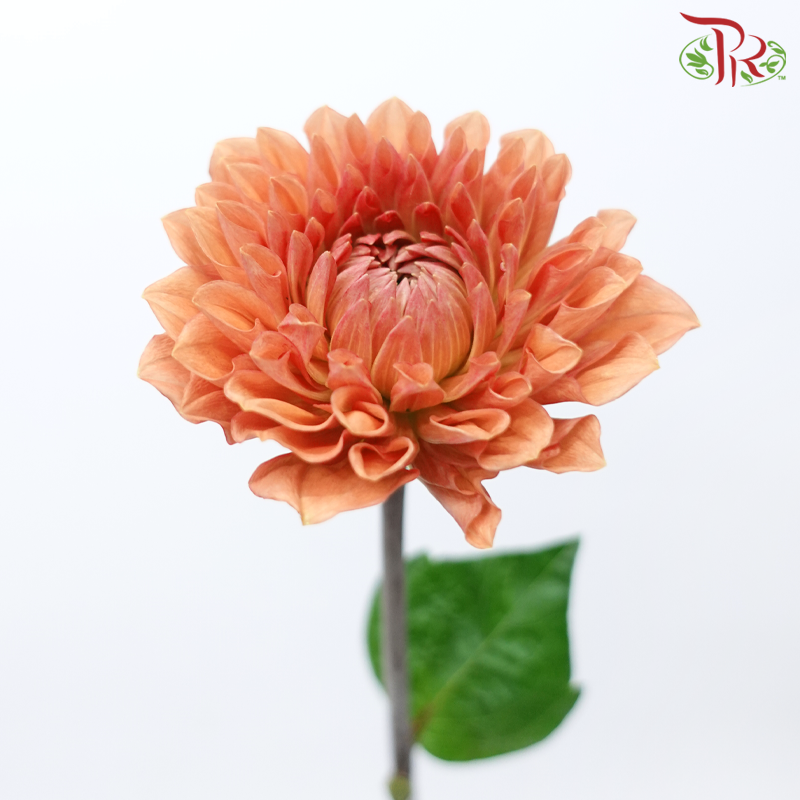 Dahlia Hybrida - Dark Salmon Orange (Per Bunch)-Orange-China-prflorist.com.my