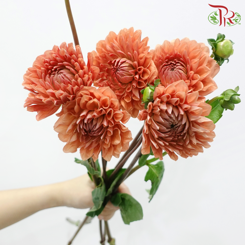 Dahlia Hybrida - Dark Salmon Orange (Per Bunch)-Orange-China-prflorist.com.my