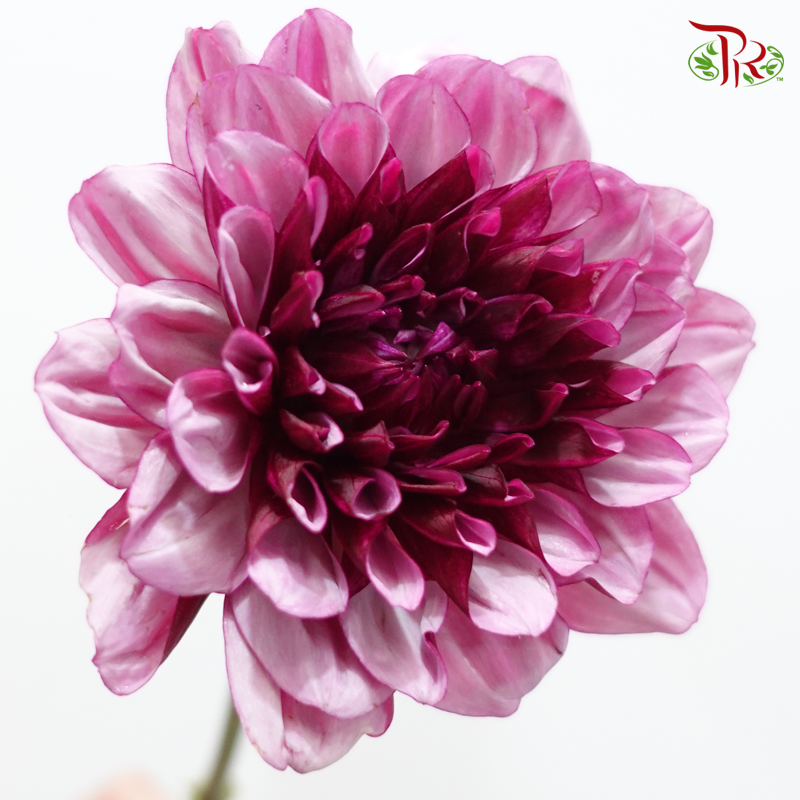 Dahlia Hybrida - Kaiser Creative (Per Bunch)-Pink-China-prflorist.com.my